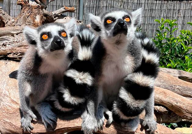 Piccoli esploratori crescono con l'apertura di zoomarine discovery fino al 24 marzo 2024